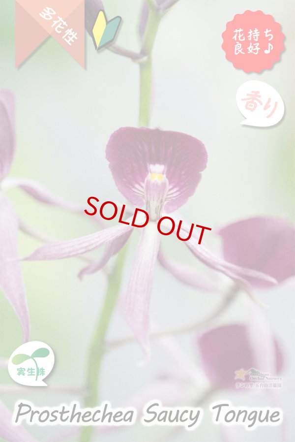 画像7: 【花持ちが良く甘い香りのするボルドー色のプロシクリア】Prosyclia Saucy Tongue （交配種・実生株）プロシクリア　ソーシータング (7)