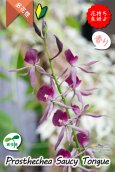 画像6: 【花持ちが良く甘い香りのするボルドー色のプロシクリア】Prosyclia Saucy Tongue （交配種・実生株）プロシクリア　ソーシータング (6)