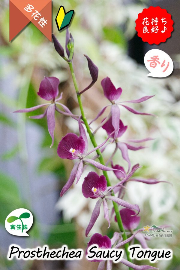画像6: 【花持ちが良く甘い香りのするボルドー色のプロシクリア】Prosyclia Saucy Tongue （交配種・実生株）プロシクリア　ソーシータング (6)