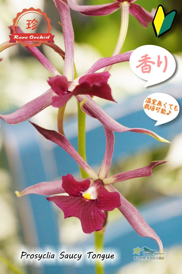 画像11: 【花持ちが良く甘い香りのするボルドー色のプロシクリア】Prosyclia Saucy Tongue （交配種・実生株）プロシクリア　ソーシータング (11)