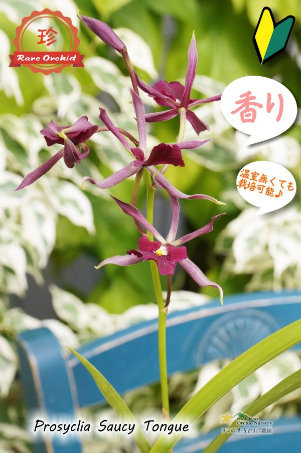 画像12: 【花持ちが良く甘い香りのするボルドー色のプロシクリア】Prosyclia Saucy Tongue （交配種・実生株）プロシクリア　ソーシータング (12)