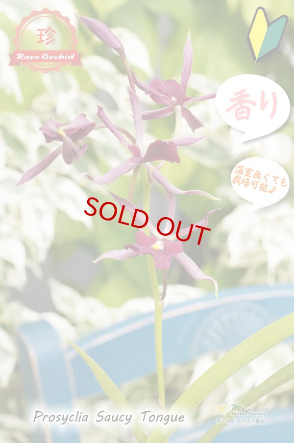 画像12: 【花持ちが良く甘い香りのするボルドー色のプロシクリア】Prosyclia Saucy Tongue （交配種・実生株）プロシクリア　ソーシータング (12)