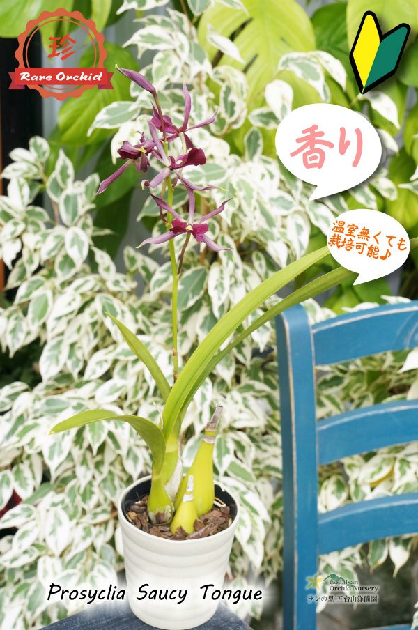 画像13: 【花持ちが良く甘い香りのするボルドー色のプロシクリア】Prosyclia Saucy Tongue （交配種・実生株）プロシクリア　ソーシータング (13)