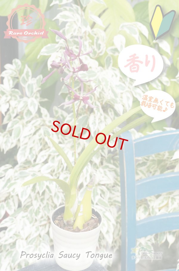 画像13: 【花持ちが良く甘い香りのするボルドー色のプロシクリア】Prosyclia Saucy Tongue （交配種・実生株）プロシクリア　ソーシータング (13)