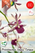 画像1: 【花持ちが良く甘い香りのするボルドー色のプロシクリア】Prosyclia Saucy Tongue （交配種・実生株）プロシクリア　ソーシータング (1)