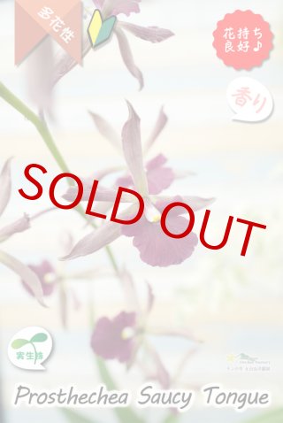 ギフト洋ラン・原種から趣味の洋蘭販売まで、生産者直営で南国高知から