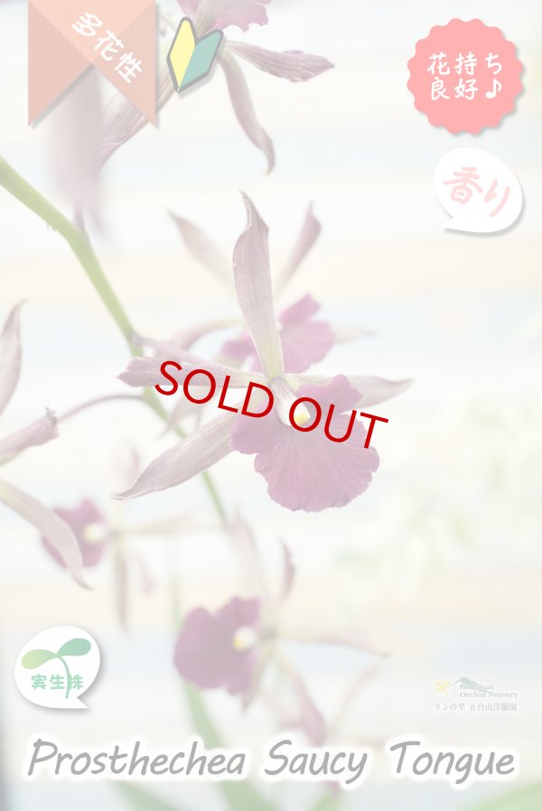 画像1: 【花持ちが良く甘い香りのするボルドー色のプロシクリア】Prosyclia Saucy Tongue （交配種・実生株）プロシクリア　ソーシータング (1)