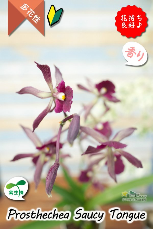 画像5: 【花持ちが良く甘い香りのするボルドー色のプロシクリア】Prosyclia Saucy Tongue （交配種・実生株）プロシクリア　ソーシータング (5)