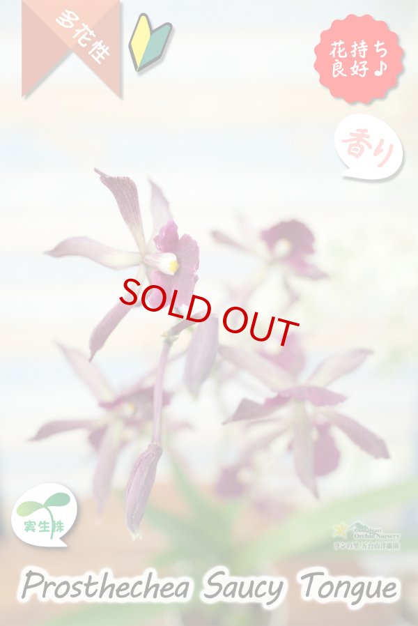 画像5: 【花持ちが良く甘い香りのするボルドー色のプロシクリア】Prosyclia Saucy Tongue （交配種・実生株）プロシクリア　ソーシータング (5)