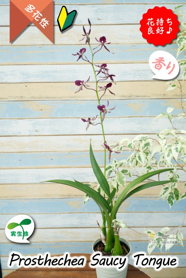 画像14: 【花持ちが良く甘い香りのするボルドー色のプロシクリア】Prosyclia Saucy Tongue （交配種・実生株）プロシクリア　ソーシータング (14)