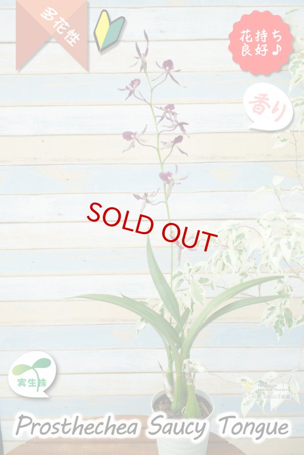 画像14: 【花持ちが良く甘い香りのするボルドー色のプロシクリア】Prosyclia Saucy Tongue （交配種・実生株）プロシクリア　ソーシータング (14)