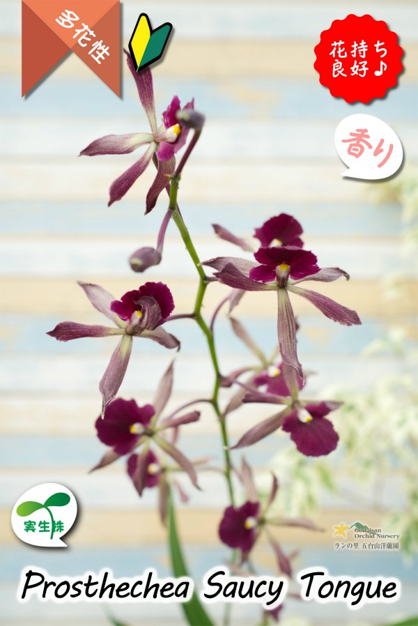 画像2: 【花持ちが良く甘い香りのするボルドー色のプロシクリア】Prosyclia Saucy Tongue （交配種・実生株）プロシクリア　ソーシータング (2)