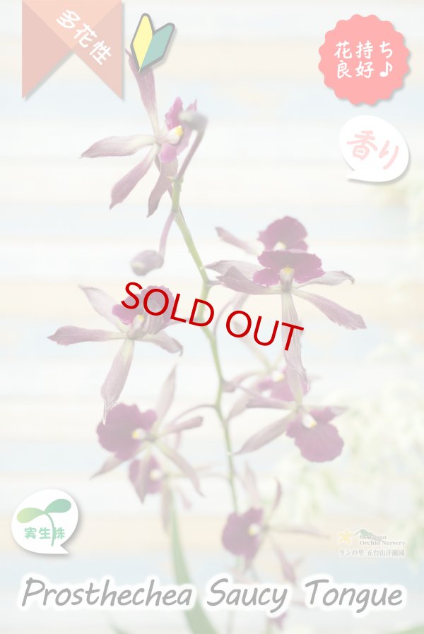 画像2: 【花持ちが良く甘い香りのするボルドー色のプロシクリア】Prosyclia Saucy Tongue （交配種・実生株）プロシクリア　ソーシータング (2)