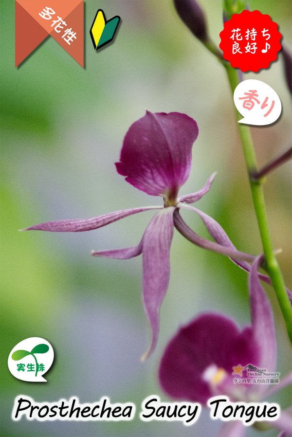 画像8: 【花持ちが良く甘い香りのするボルドー色のプロシクリア】Prosyclia Saucy Tongue （交配種・実生株）プロシクリア　ソーシータング (8)