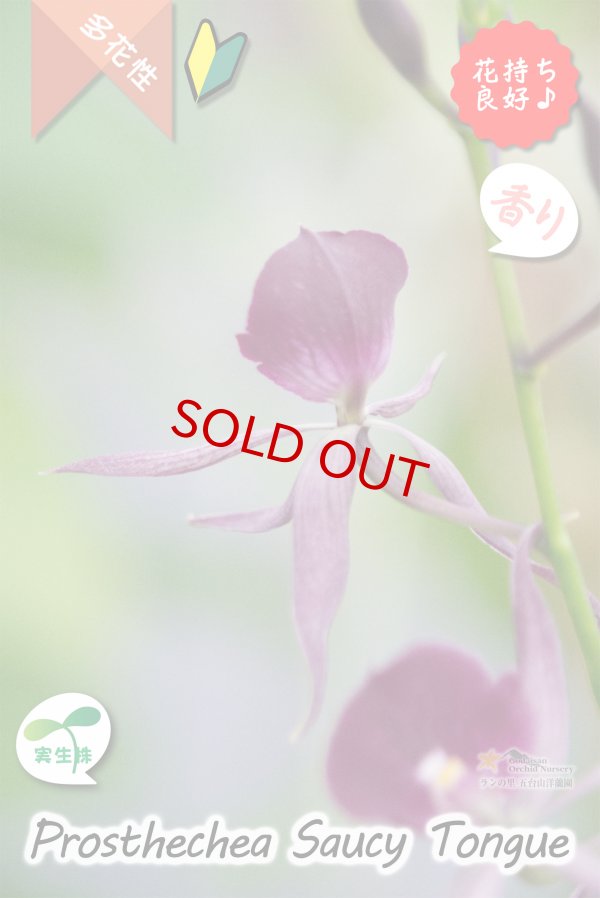 画像8: 【花持ちが良く甘い香りのするボルドー色のプロシクリア】Prosyclia Saucy Tongue （交配種・実生株）プロシクリア　ソーシータング (8)