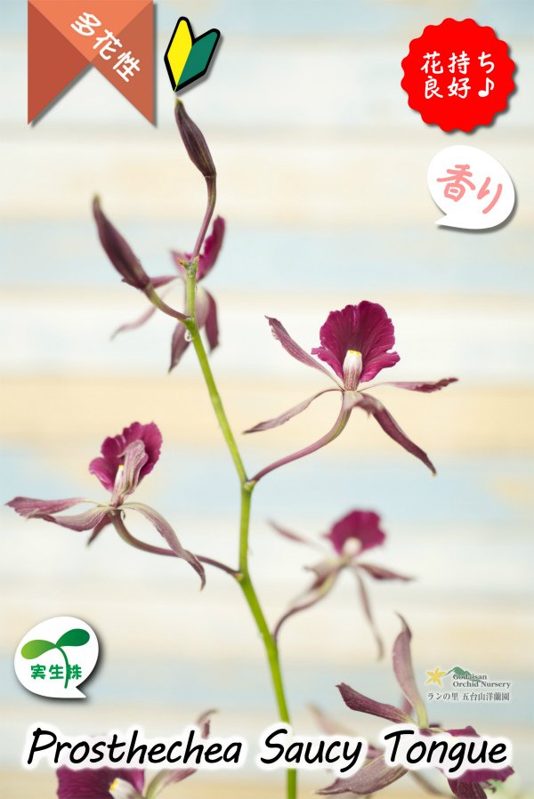 画像4: 【花持ちが良く甘い香りのするボルドー色のプロシクリア】Prosyclia Saucy Tongue （交配種・実生株）プロシクリア　ソーシータング (4)