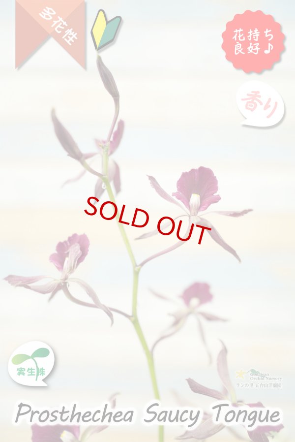 画像4: 【花持ちが良く甘い香りのするボルドー色のプロシクリア】Prosyclia Saucy Tongue （交配種・実生株）プロシクリア　ソーシータング (4)