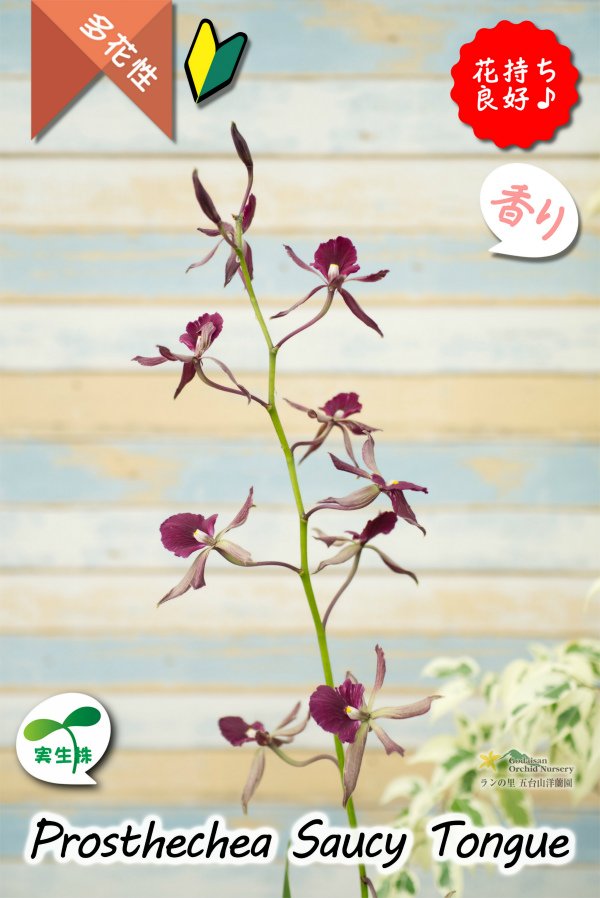 画像3: 【花持ちが良く甘い香りのするボルドー色のプロシクリア】Prosyclia Saucy Tongue （交配種・実生株）プロシクリア　ソーシータング (3)