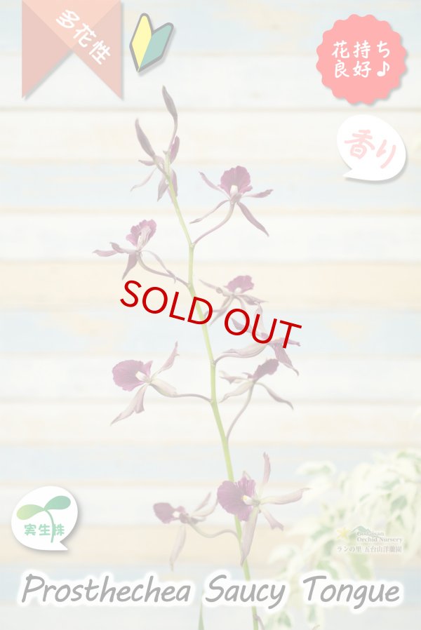 画像3: 【花持ちが良く甘い香りのするボルドー色のプロシクリア】Prosyclia Saucy Tongue （交配種・実生株）プロシクリア　ソーシータング (3)