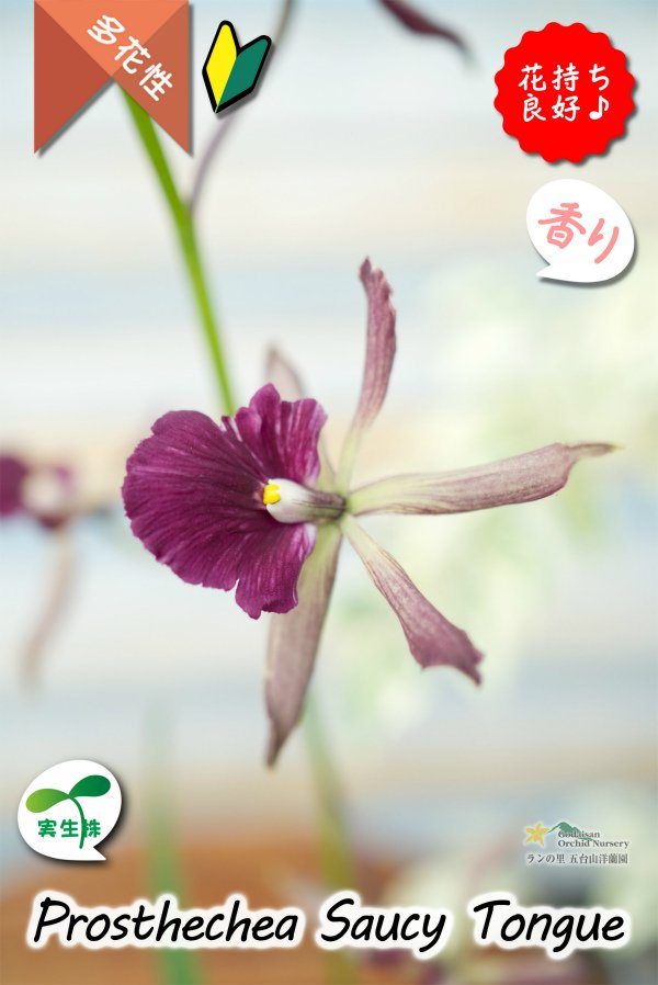 画像9: 【花持ちが良く甘い香りのするボルドー色のプロシクリア】Prosyclia Saucy Tongue （交配種・実生株）プロシクリア　ソーシータング (9)