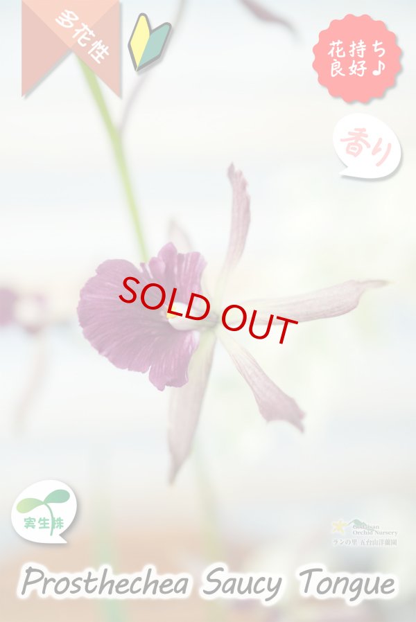 画像9: 【花持ちが良く甘い香りのするボルドー色のプロシクリア】Prosyclia Saucy Tongue （交配種・実生株）プロシクリア　ソーシータング (9)