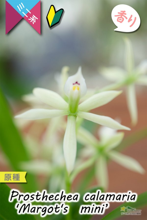 画像1: 【逆さまに花が咲く♪可愛い小型ラン】Prosthechea calamaria 'Margot's  mini’ （原種）プロステケア　カラマリア ’マーゴッツミニ’ (1)