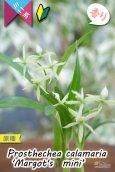 画像3: 【逆さまに花が咲く♪可愛い小型ラン】Prosthechea calamaria 'Margot's  mini’ （原種）プロステケア　カラマリア ’マーゴッツミニ’ (3)