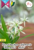 画像2: 【逆さまに花が咲く♪可愛い小型ラン】Prosthechea calamaria 'Margot's  mini’ （原種）プロステケア　カラマリア ’マーゴッツミニ’ (2)