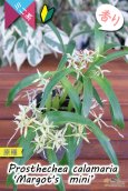 画像4: 【逆さまに花が咲く♪可愛い小型ラン】Prosthechea calamaria 'Margot's  mini’ （原種）プロステケア　カラマリア ’マーゴッツミニ’ (4)