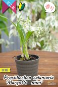 画像5: 【逆さまに花が咲く♪可愛い小型ラン】Prosthechea calamaria 'Margot's  mini’ （原種）プロステケア　カラマリア ’マーゴッツミニ’ (5)