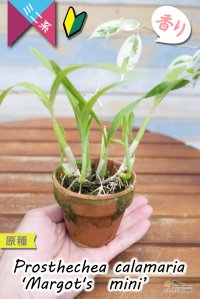 画像1: 【逆さまに花が咲く♪可愛い小型ラン】Prosthechea calamaria 'Margot's  mini’ （原種）プロステケア　カラマリア ’マーゴッツミニ’