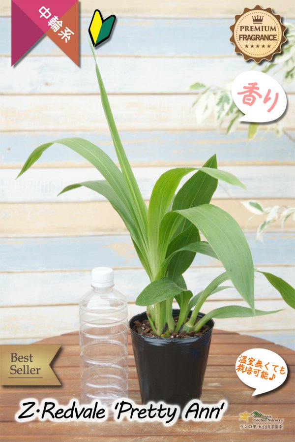 画像5: 【シブい花と香水の様な香りを楽しむラン♪】Zygopetalum Redveil ‘Pretty Ann’（交配種）ジゴペタラム　レッドベイル‘プリティーアン’ (5)