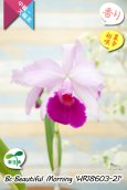 画像5: 【パープラータ似の中輪系カトレア】Bc.Beautiful  Morning '21'（交配種）ブラソカトレア　ビューティフル  モーニング '21' (5)