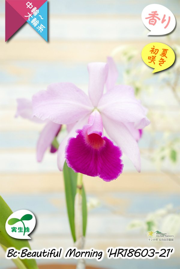 画像5: 【パープラータ似の中輪系カトレア】Bc.Beautiful  Morning '21'（交配種）ブラソカトレア　ビューティフル  モーニング '21' (5)