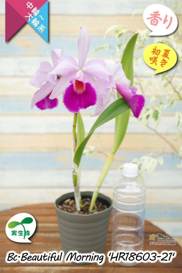 画像8: 【パープラータ似の中輪系カトレア】Bc.Beautiful  Morning '21'（交配種）ブラソカトレア　ビューティフル  モーニング '21' (8)