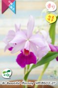 画像3: 【パープラータ似の中輪系カトレア】Bc.Beautiful  Morning '21'（交配種）ブラソカトレア　ビューティフル  モーニング '21' (3)