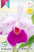 画像6: 【パープラータ似の中輪系カトレア】Bc.Beautiful  Morning '21'（交配種）ブラソカトレア　ビューティフル  モーニング '21' (6)