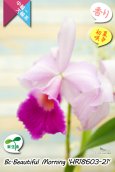 画像4: 【パープラータ似の中輪系カトレア】Bc.Beautiful  Morning '21'（交配種）ブラソカトレア　ビューティフル  モーニング '21' (4)