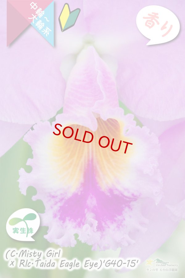 画像2: 【桃の香りを楽しめるカトレア実生株】(C.Misty Girl × Rlc.Taida Eagle Eye)’G40-15' (実生株)リンコレリオカトレア　ミスティーガール×タイダイーグルアイ’G40-15' (2)