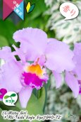 画像1: 【桃の香りを楽しめるカトレア実生株】(C.Misty Girl × Rlc.Taida Eagle Eye)’G40-72'(実生株)リンコレリオカトレア　ミスティーガール×タイダイーグルアイ’G40-72' (1)