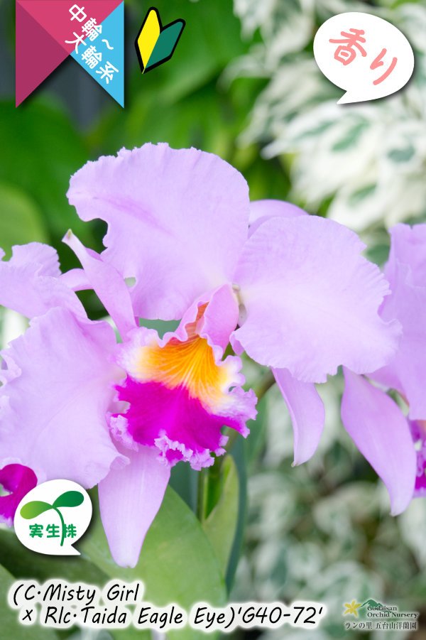 画像1: 【桃の香りを楽しめるカトレア実生株】(C.Misty Girl × Rlc.Taida Eagle Eye)’G40-72'(実生株)リンコレリオカトレア　ミスティーガール×タイダイーグルアイ’G40-72' (1)