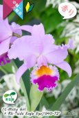 画像4: 【桃の香りを楽しめるカトレア実生株】(C.Misty Girl × Rlc.Taida Eagle Eye)’G40-72'(実生株)リンコレリオカトレア　ミスティーガール×タイダイーグルアイ’G40-72' (4)