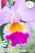 画像8: 【桃の香りを楽しめるカトレア実生株】(C.Misty Girl × Rlc.Taida Eagle Eye)’G40-72'(実生株)リンコレリオカトレア　ミスティーガール×タイダイーグルアイ’G40-72' (8)