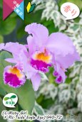 画像2: 【桃の香りを楽しめるカトレア実生株】(C.Misty Girl × Rlc.Taida Eagle Eye)’G40-72'(実生株)リンコレリオカトレア　ミスティーガール×タイダイーグルアイ’G40-72' (2)