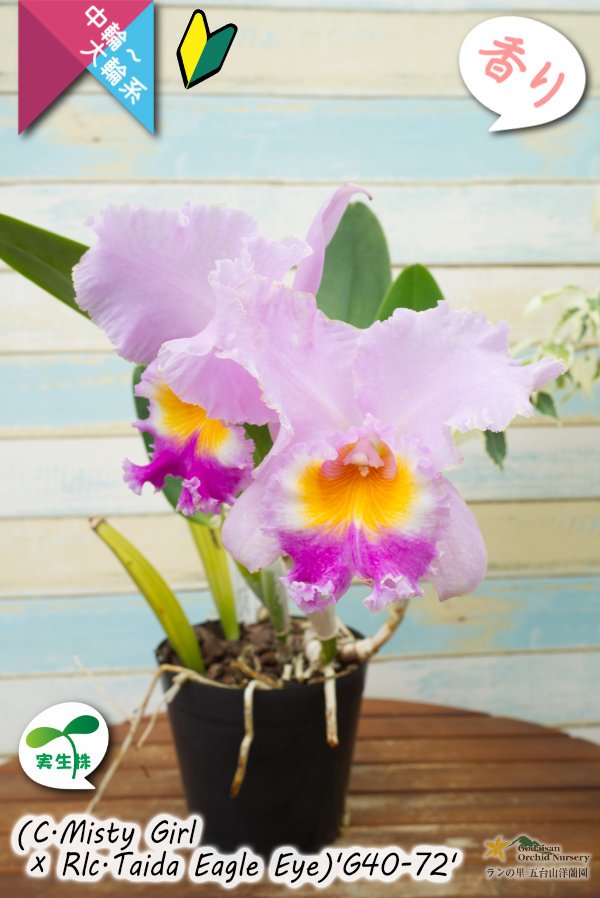 画像11: 【桃の香りを楽しめるカトレア実生株】(C.Misty Girl × Rlc.Taida Eagle Eye)’G40-72'(実生株)リンコレリオカトレア　ミスティーガール×タイダイーグルアイ’G40-72' (11)