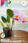 画像12: 【桃の香りを楽しめるカトレア実生株】(C.Misty Girl × Rlc.Taida Eagle Eye)’G40-72'(実生株)リンコレリオカトレア　ミスティーガール×タイダイーグルアイ’G40-72' (12)