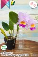 次回開花予定株・開花サイズ（花は付いておりません。ご注意下さい。）
