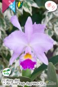 画像3: 【桃の香りを楽しめるカトレア実生株】(C.Misty Girl × Rlc.Taida Eagle Eye)’G40-72'(実生株)リンコレリオカトレア　ミスティーガール×タイダイーグルアイ’G40-72' (3)