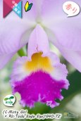 画像7: 【桃の香りを楽しめるカトレア実生株】(C.Misty Girl × Rlc.Taida Eagle Eye)’G40-72'(実生株)リンコレリオカトレア　ミスティーガール×タイダイーグルアイ’G40-72' (7)