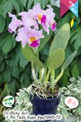 画像10: 【桃の香りを楽しめるカトレア実生株】(C.Misty Girl × Rlc.Taida Eagle Eye)’G40-72'(実生株)リンコレリオカトレア　ミスティーガール×タイダイーグルアイ’G40-72' (10)